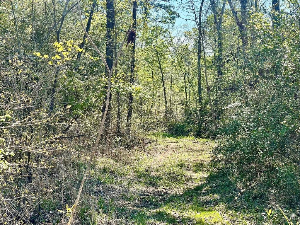 TBD County Road 2109  , Rusk, Texas image 34