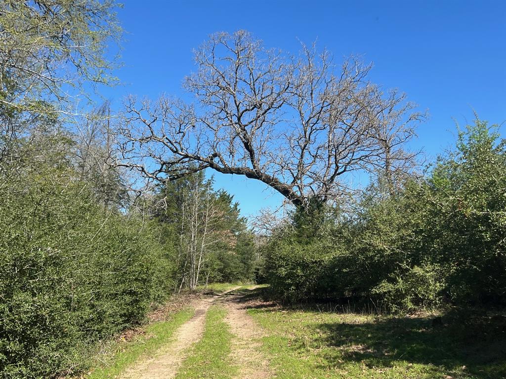 3856 Cr 278  , Buffalo, Texas image 33