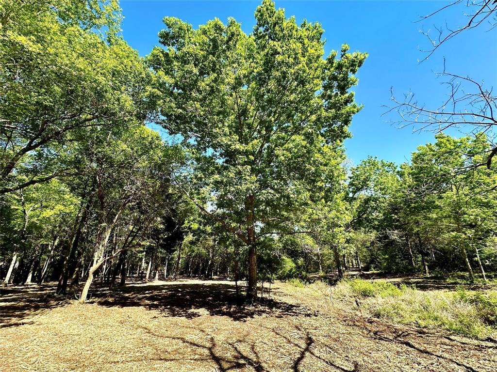 Entry into wooded area on Lot 5