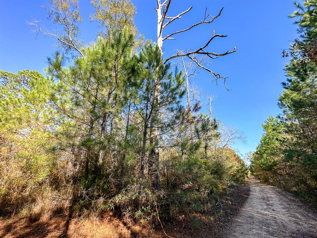 County Road 3  , Douglass, Texas image 10