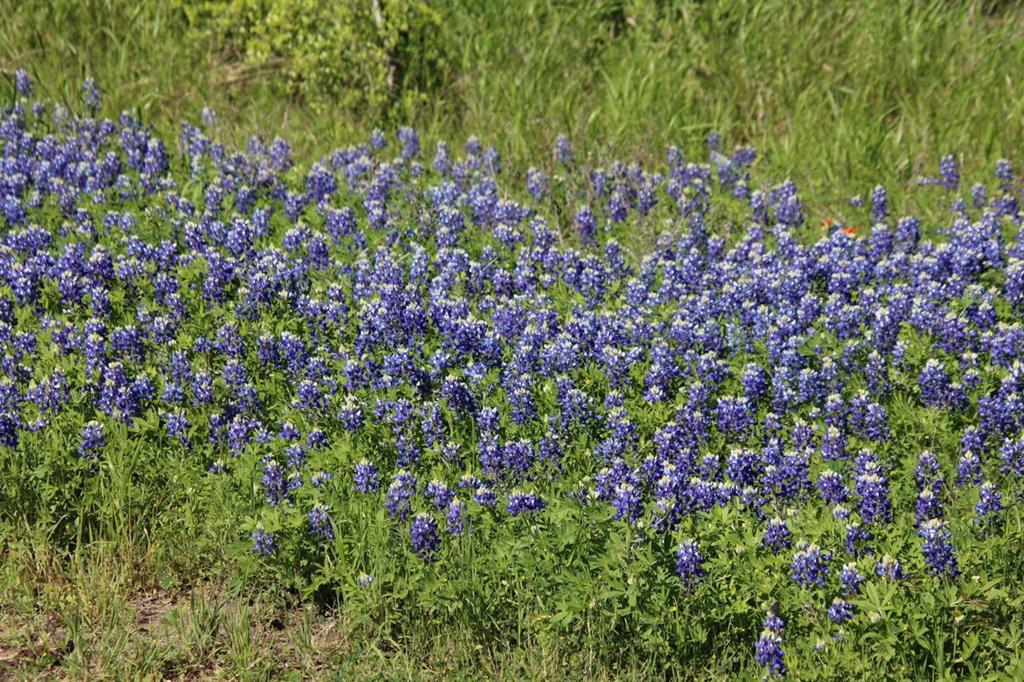 TBD Clear Woods Court N, Washington, Texas image 4