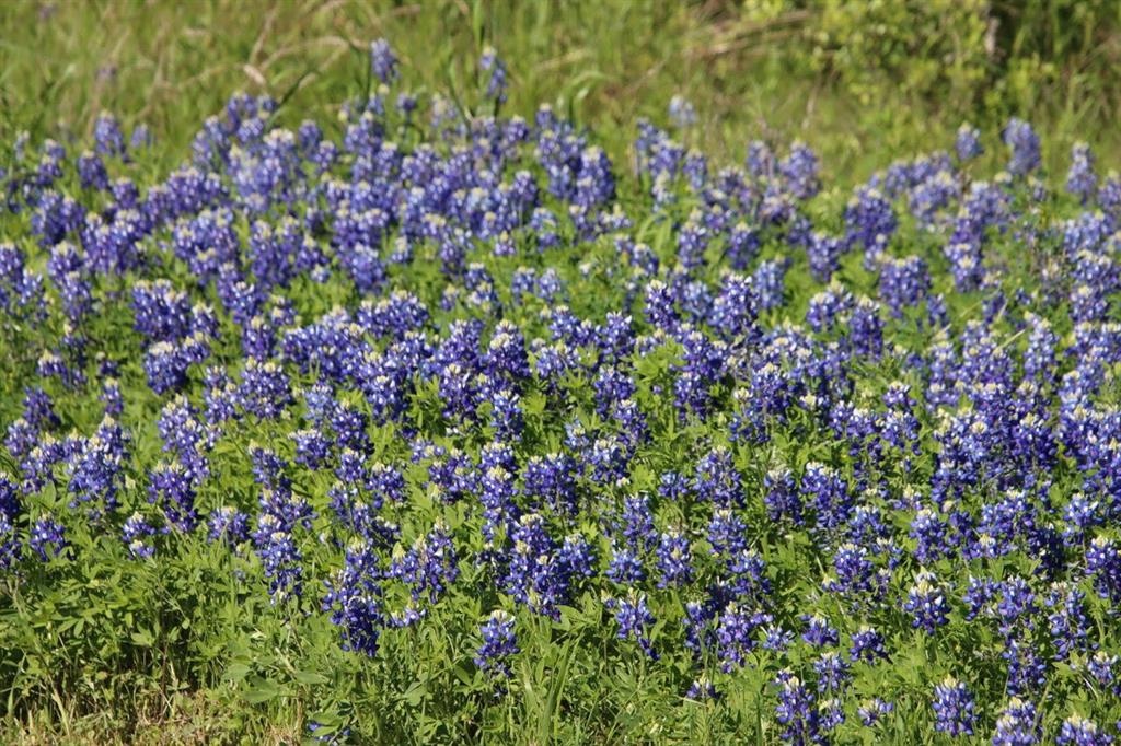 00 Wooded Reserve Court , Washington, Texas image 14