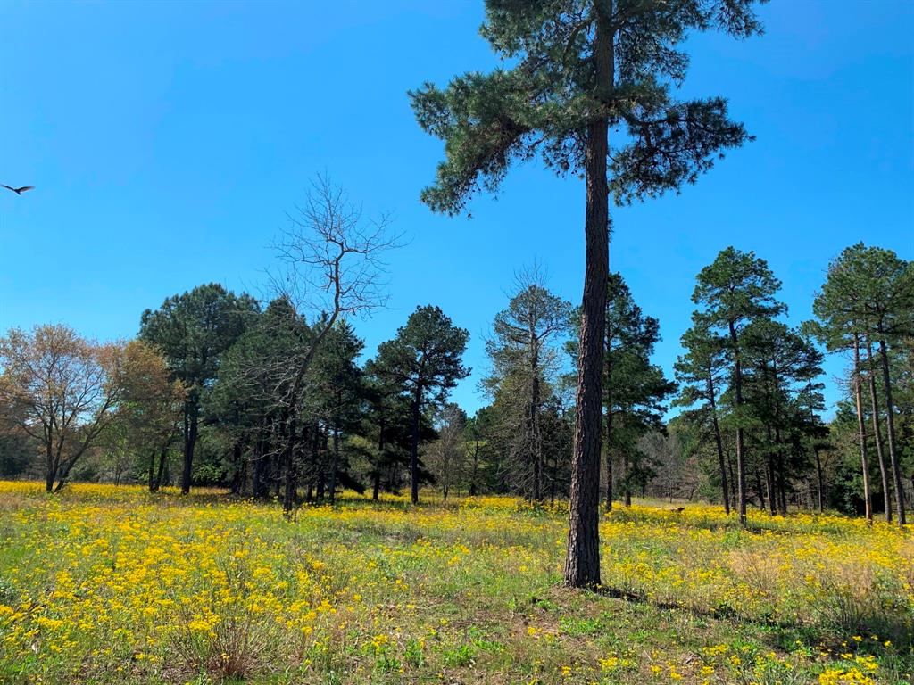 3155 Shadow Pine Drive , Larue, Texas image 4