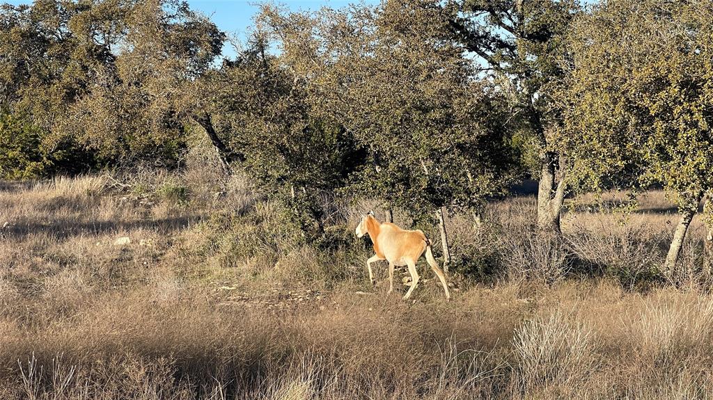 N Flat Rock Way , Johnson City, Texas image 8