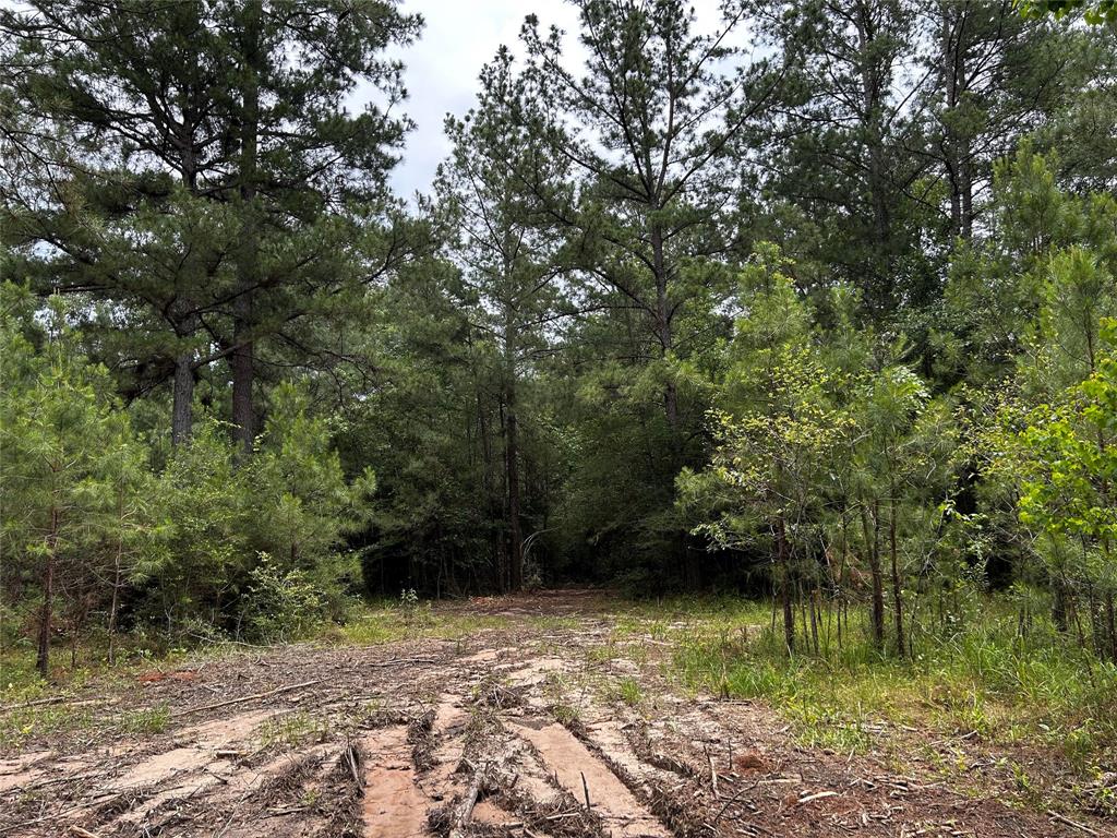 Underbrushing was done for ease of walking the perimeter in April of 2024