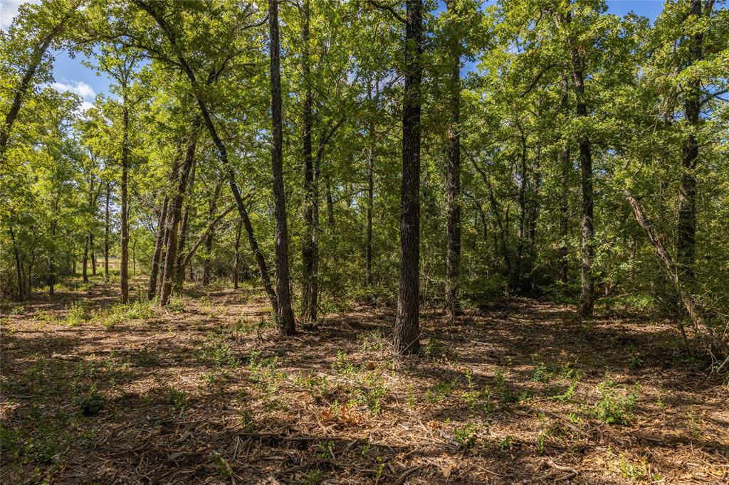 1501 Walleye Creek Trail  , Lexington, Texas image 44