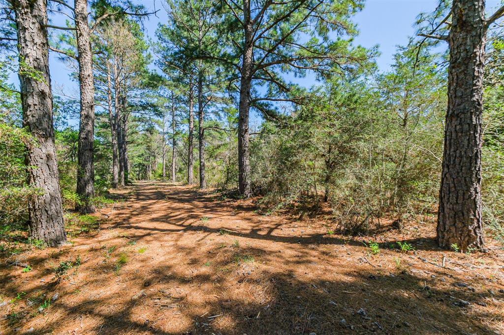 Pine Tree Lined Drive!