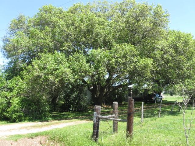 VERY NICE 2 ACRE HOMESITE IN SOUGHT AFTER EAST BERNARD ISD***PROPERTY BEING SOLD FOR "LAND VALUE" ***BUYER TO PURCHASE SURVEY***ALL IMPROVEMENTS ON PROPERTY "AS IS WHERE IS "