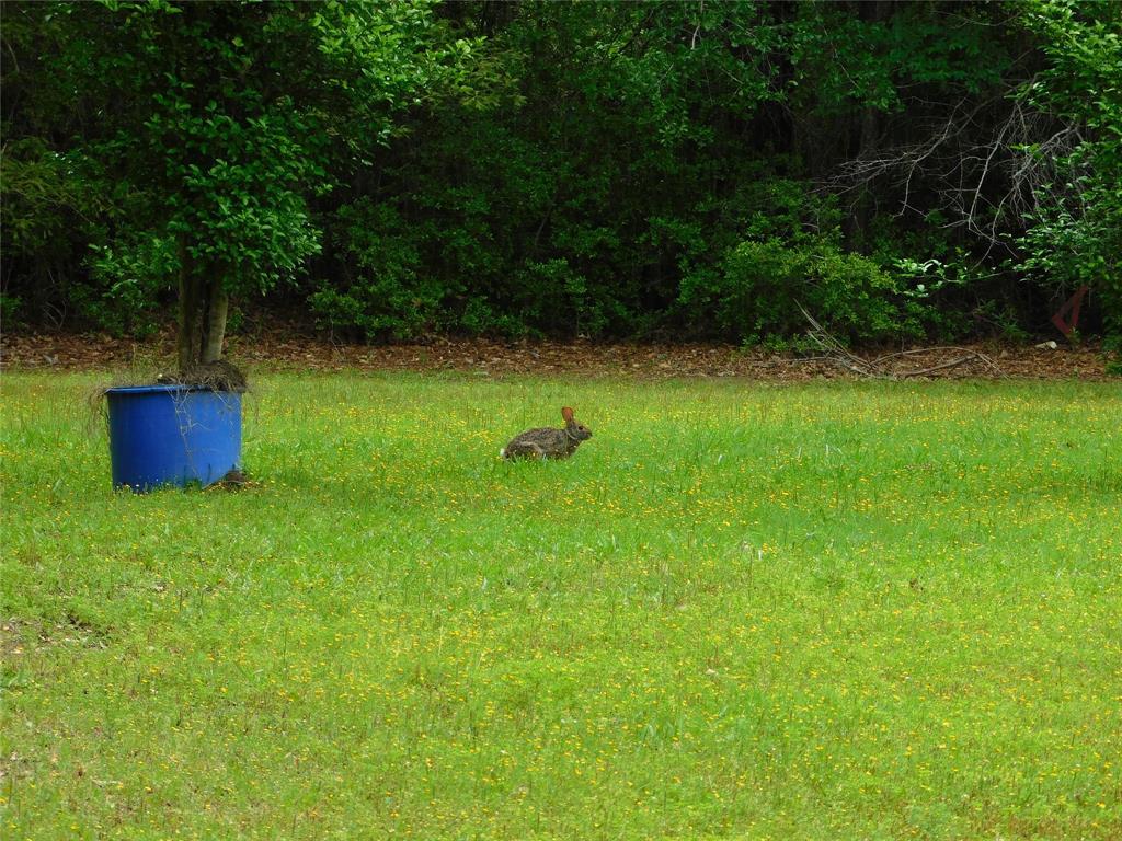 Lots of nature, Rabbit in the back yard.