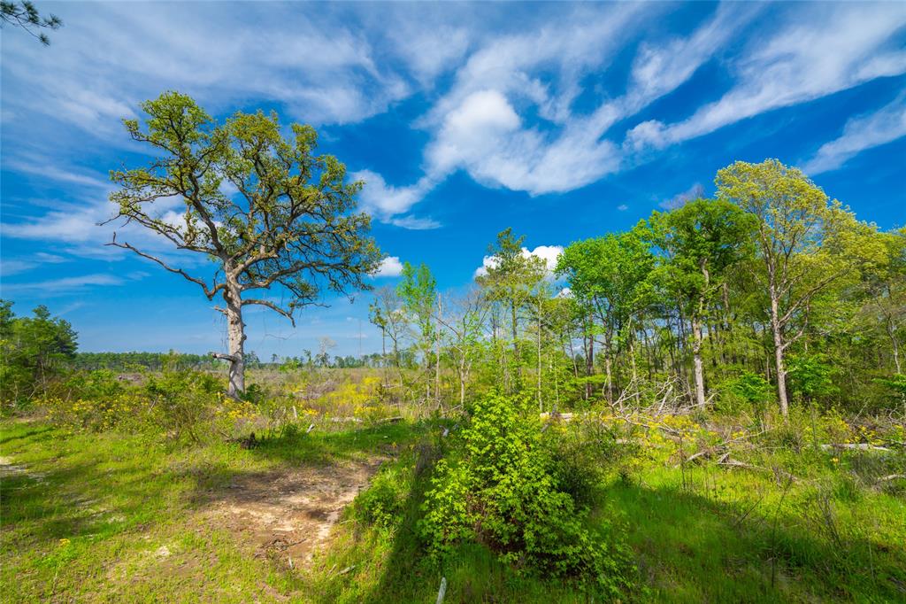 TBD Farm To Market Road 343  , Rusk, Texas image 19