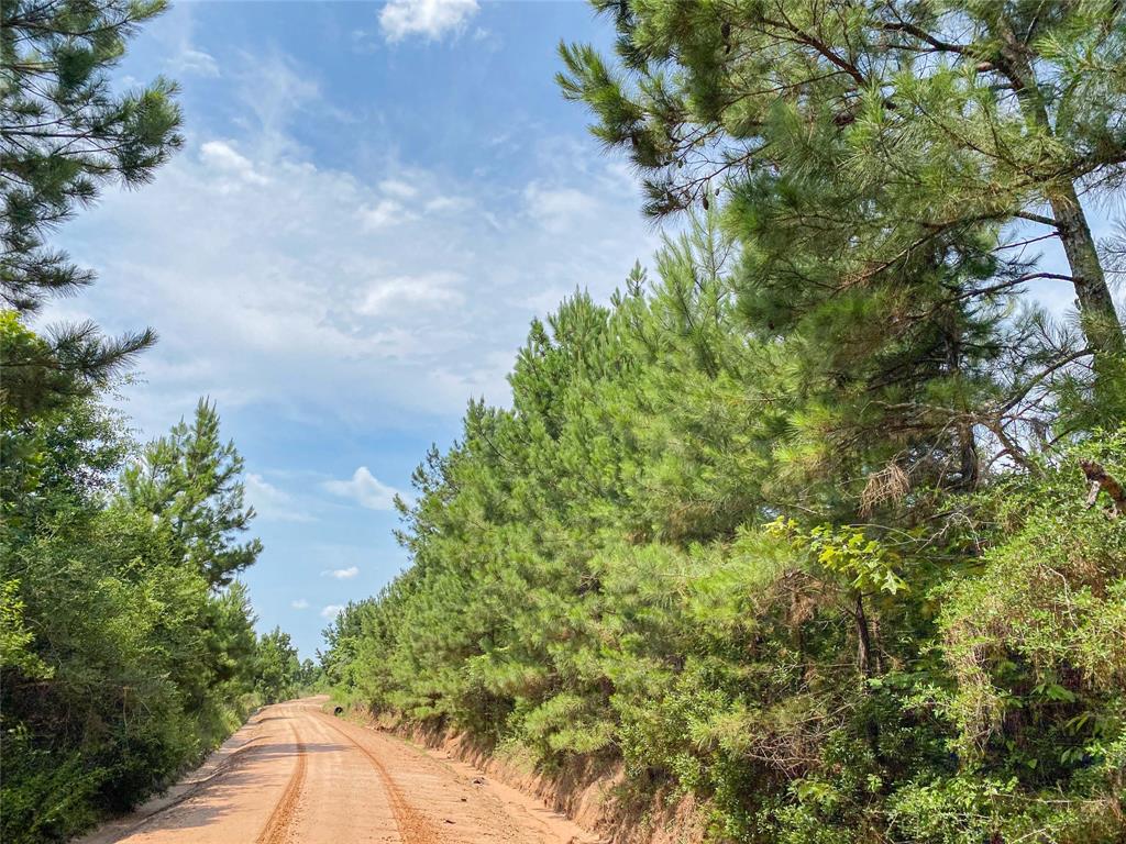 BIG recreation! BIG Views! BIG forestry! Low traffic. High and dry ! !1st time opening market offering for this forested timberland in popular Polk County, TX.. East of Leggett, TX and Seven Oaks, TX easily accessible from US 59.