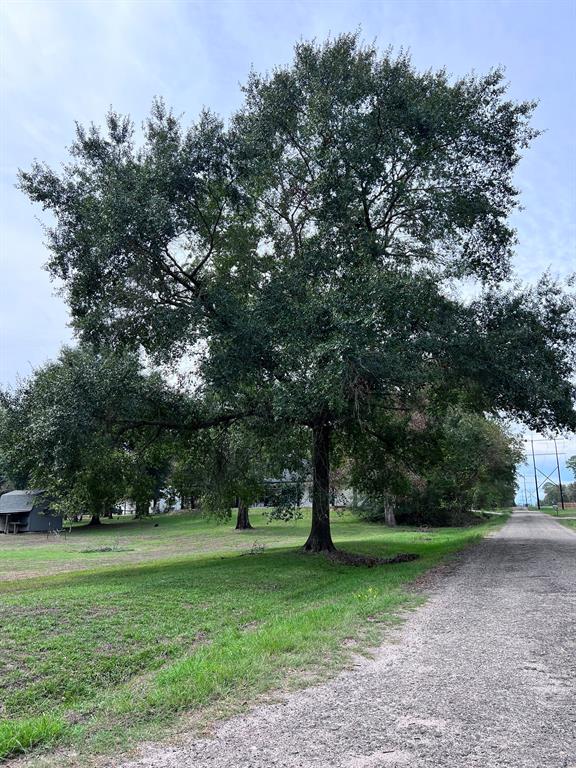 MATURE OAK TREES