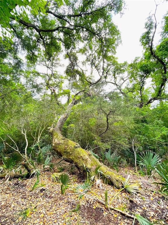 000 County Road 488  , Sweeny, Texas image 30