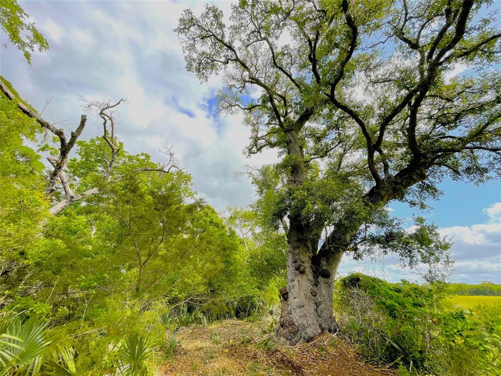 Massive Oaks and Pecans dot the property!!