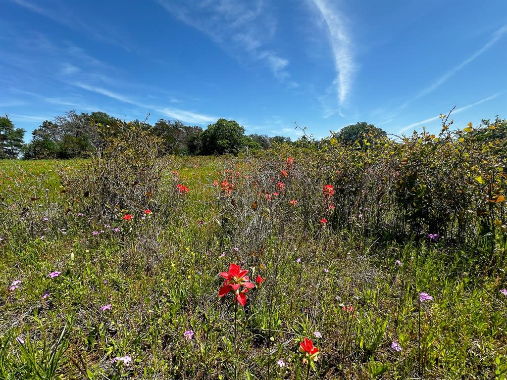 Upper Branch Way  , Palo Pinto, Texas image 9