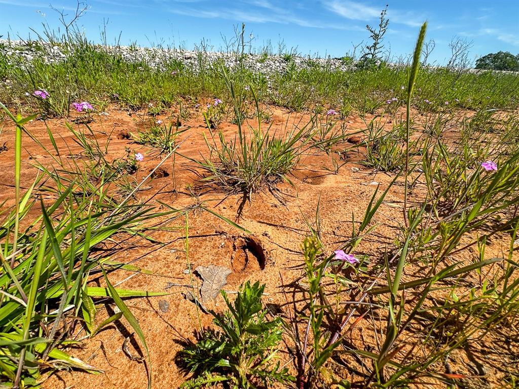 Upper Branch Way  , Palo Pinto, Texas image 10