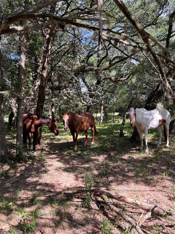 TBD Big Pasture Rd Road , Columbus, Texas image 14