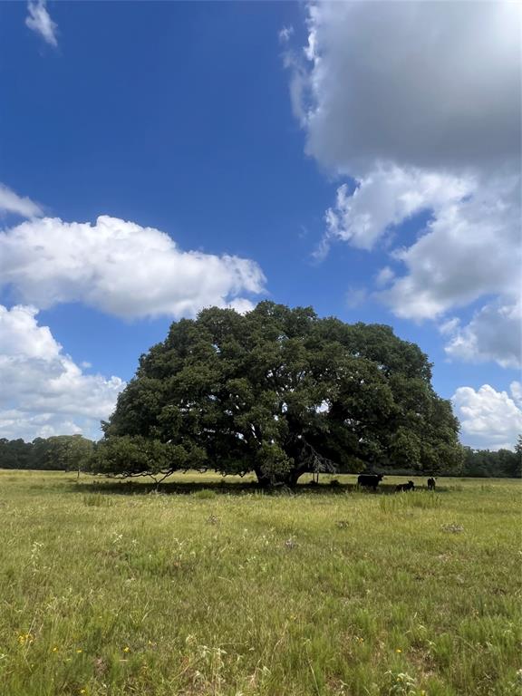 Massive oak tree