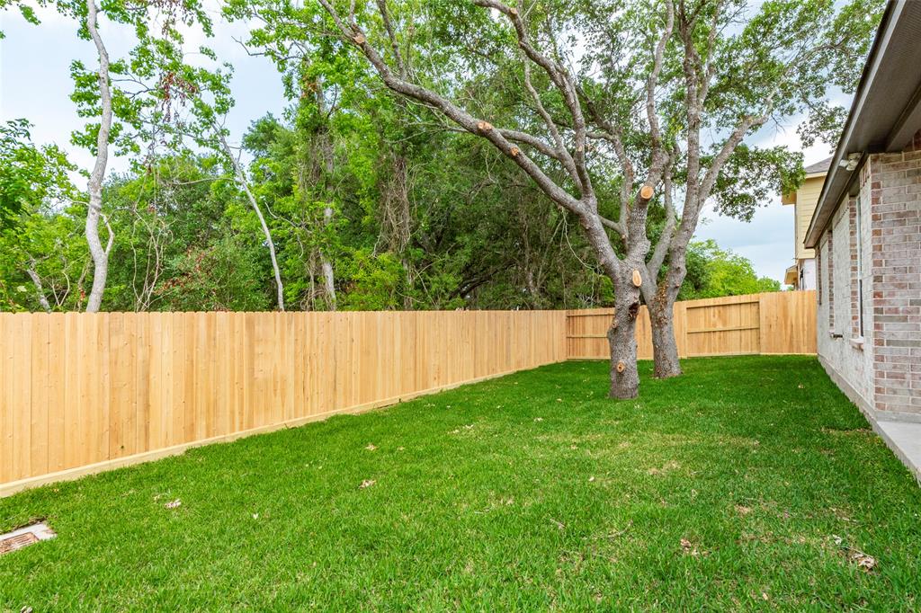 Trees in backyard