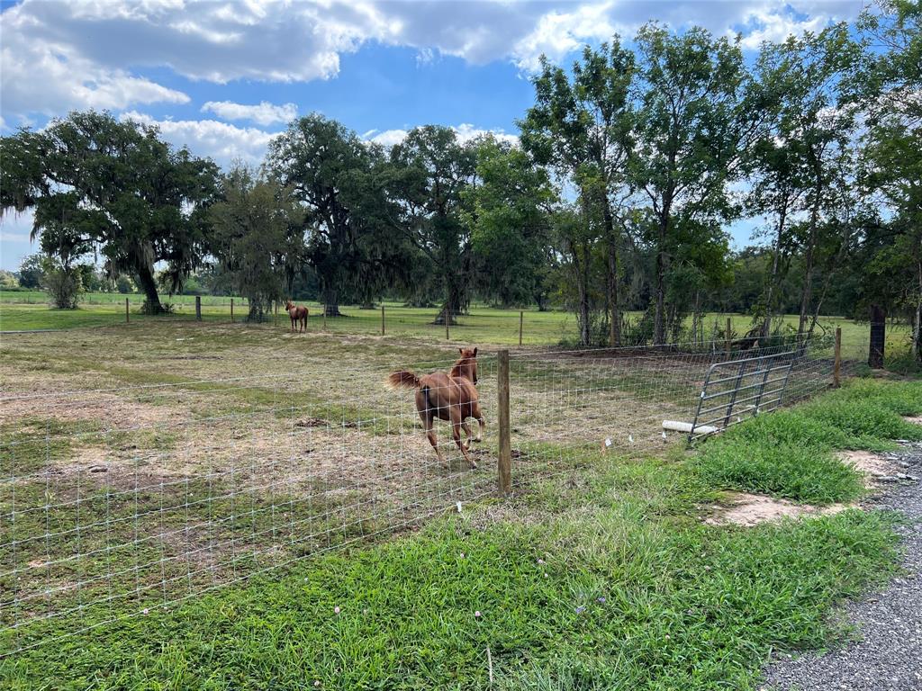 The neighbors horses!