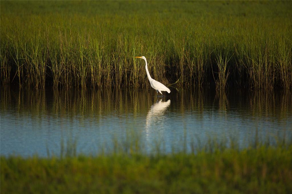 Natural Wetlands