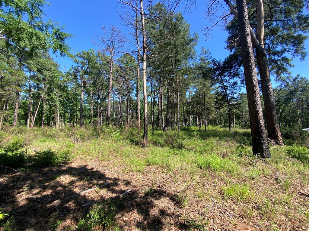 Towering trees on the property