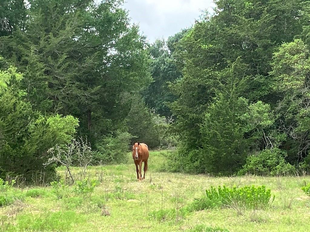 1263 Private Road 1021  , Hallettsville, Texas image 10