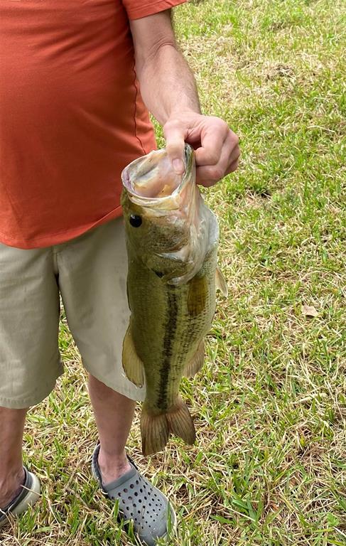 Large bass caught on the property