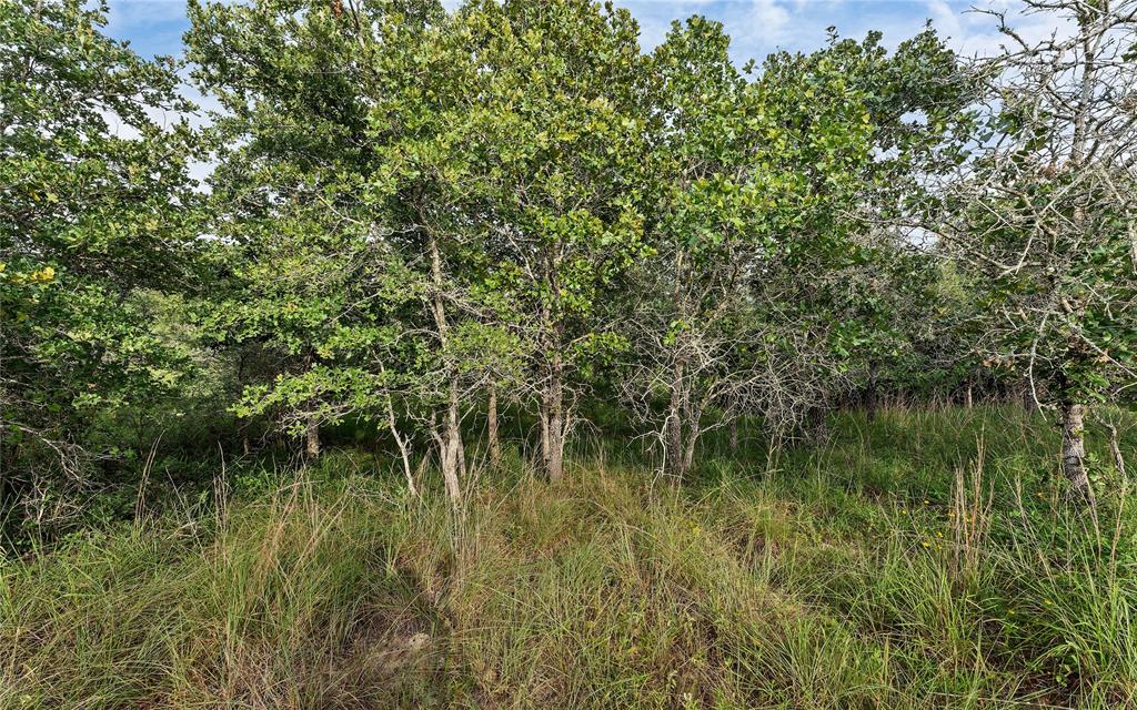 Causey Lane , Cuero, Texas image 19