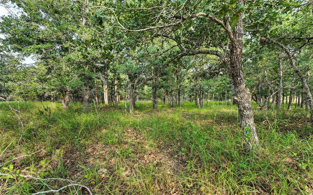 Causey Lane , Cuero, Texas image 42