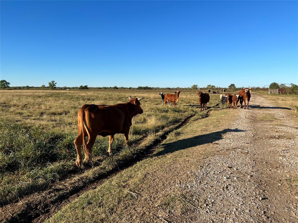 009 Eagle Rd  , Anahuac, Texas image 4