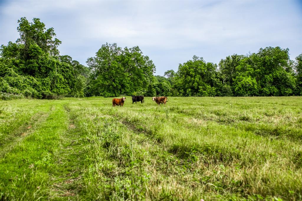 9768 Heron Lane , Bellville, Texas image 10