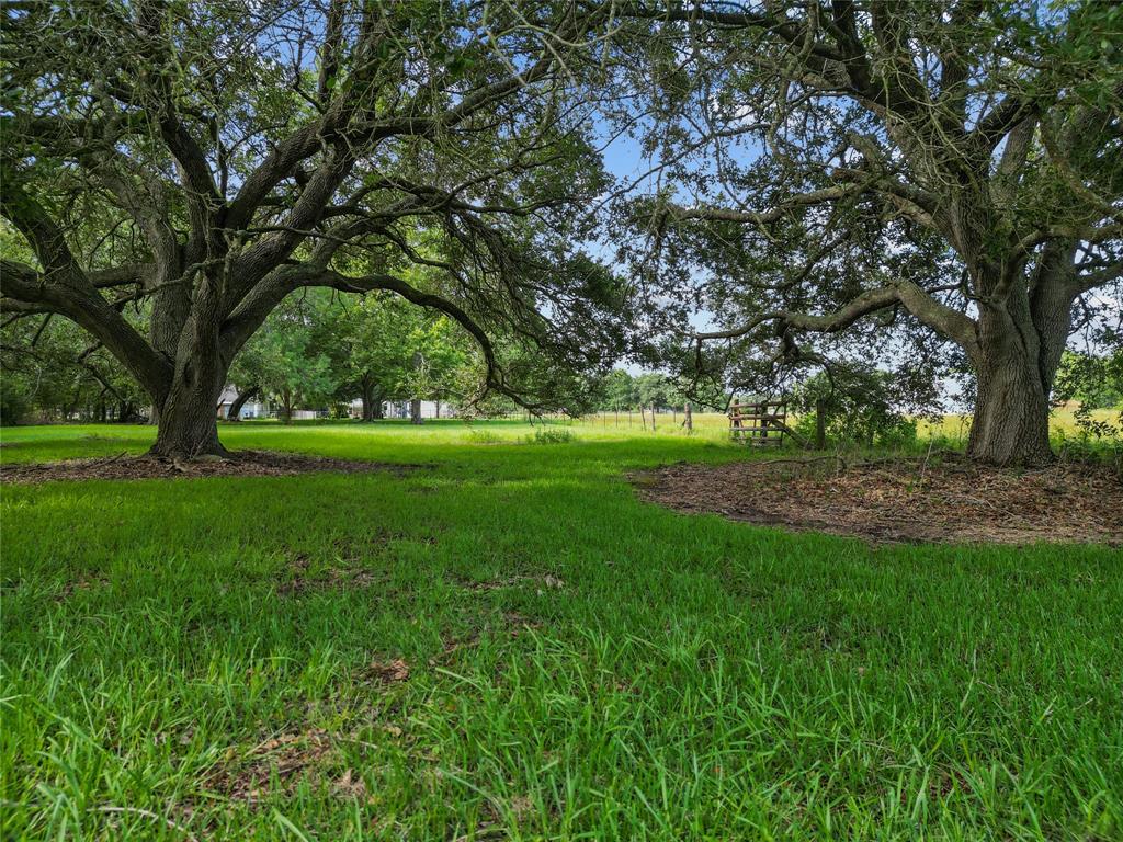 Large oak trees on property.