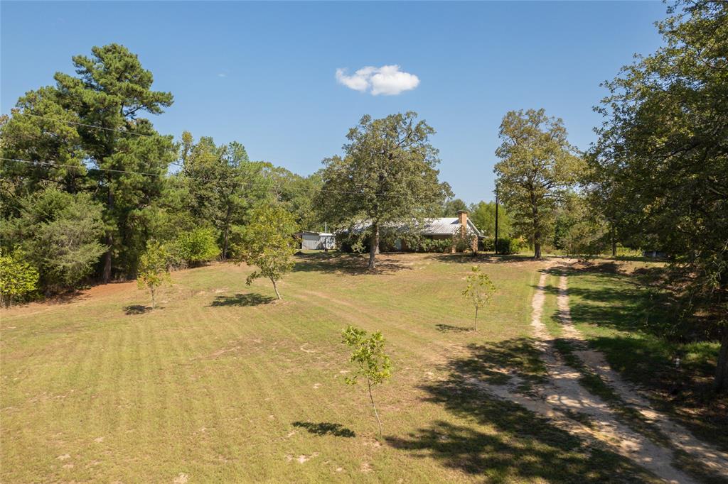 Young pecan orchard and fruit trees.