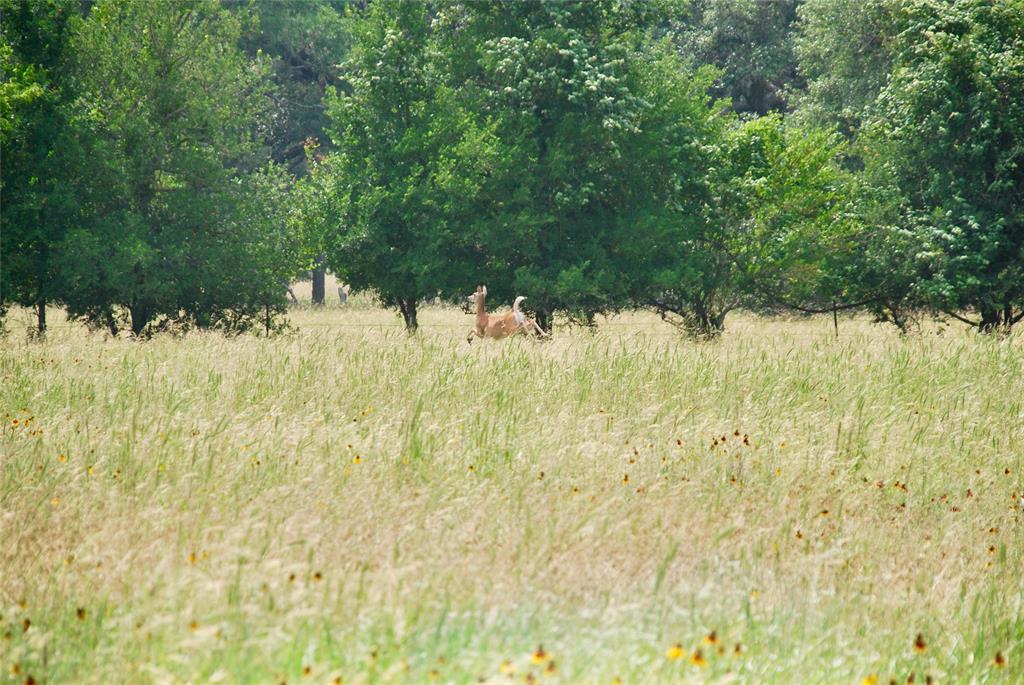 3140 Piano Bridge Road , Schulenburg, Texas image 45