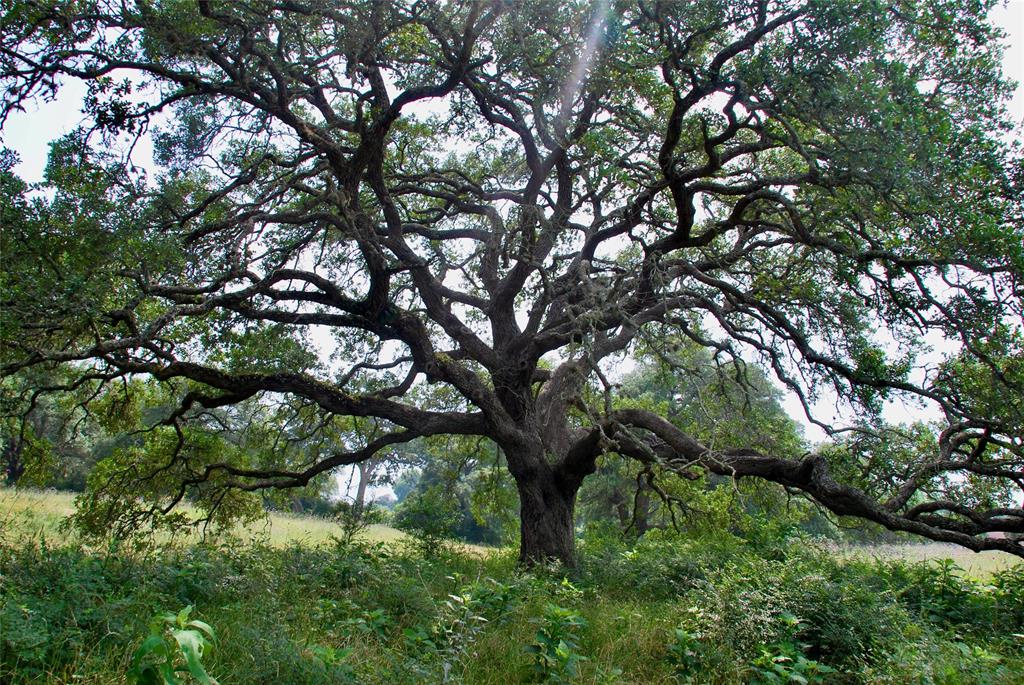 3140 Piano Bridge Road , Schulenburg, Texas image 48