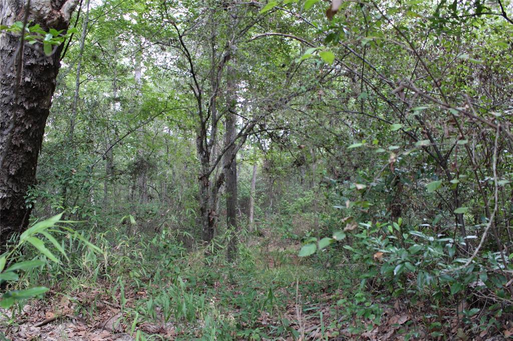 Thomas Lane , Huffman, Texas image 12