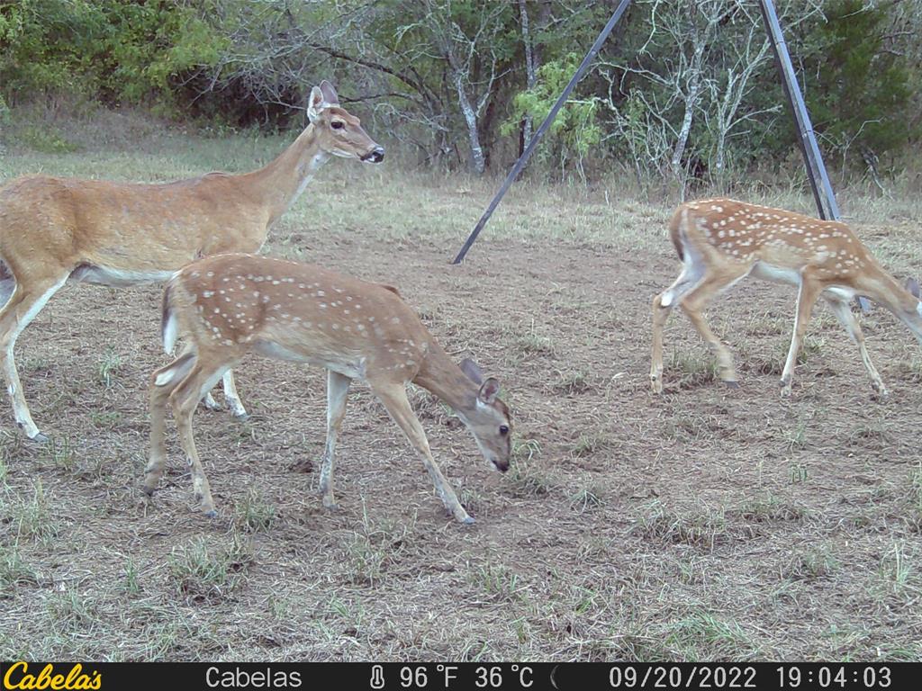 6289 Maynard Hallmark Road , Waelder, Texas image 15