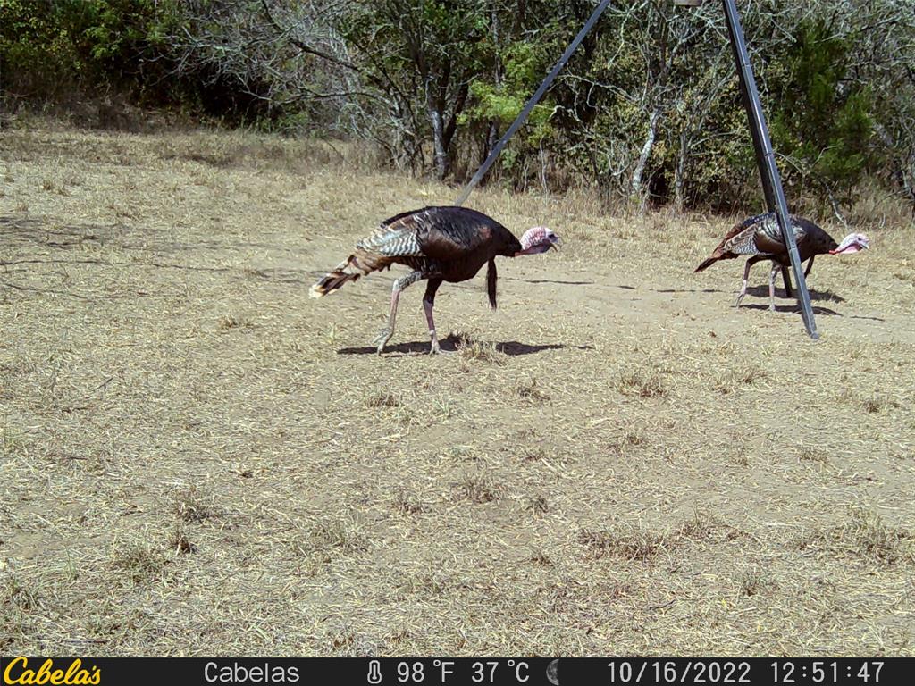 6289 Maynard Hallmark Road , Waelder, Texas image 18