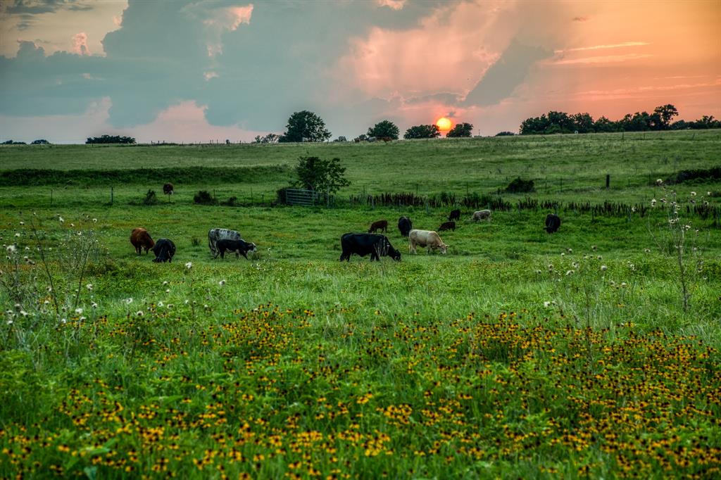 1580 Sempronius Road , Chappell Hill, Texas image 26