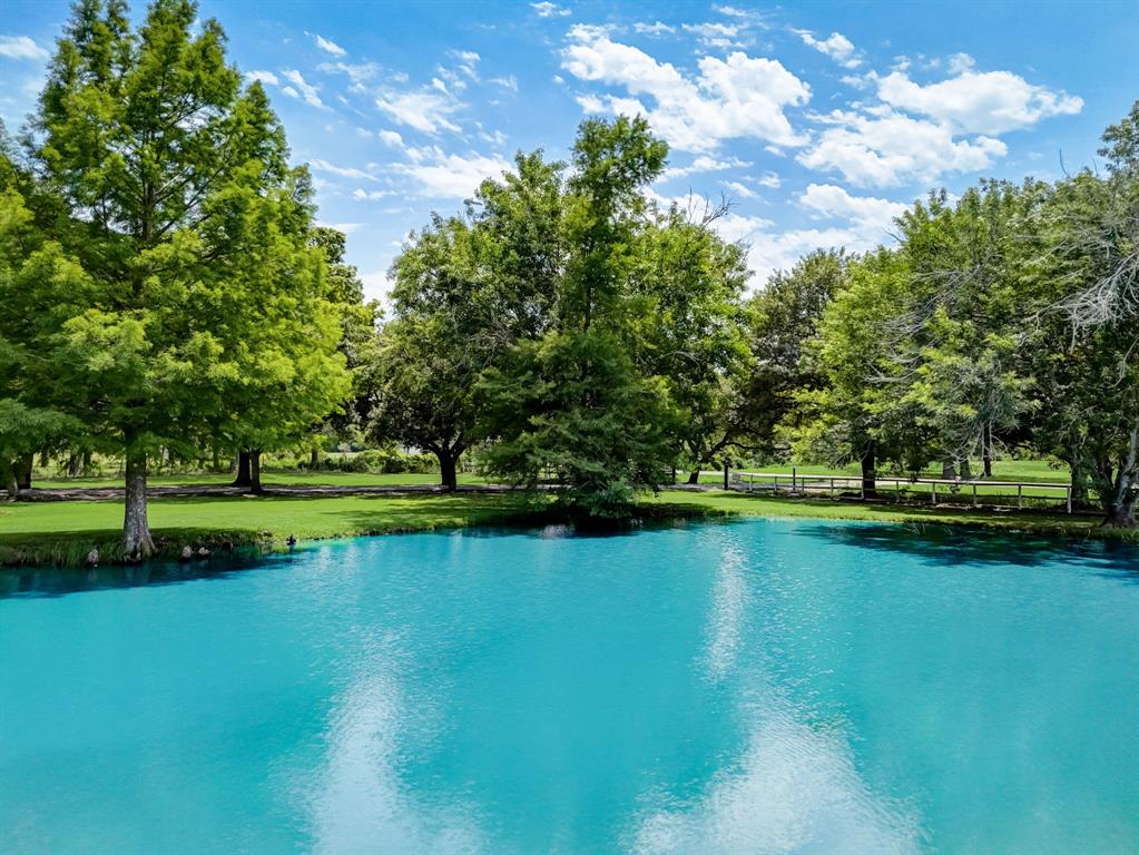 Huge catfish occupy this serene pond.