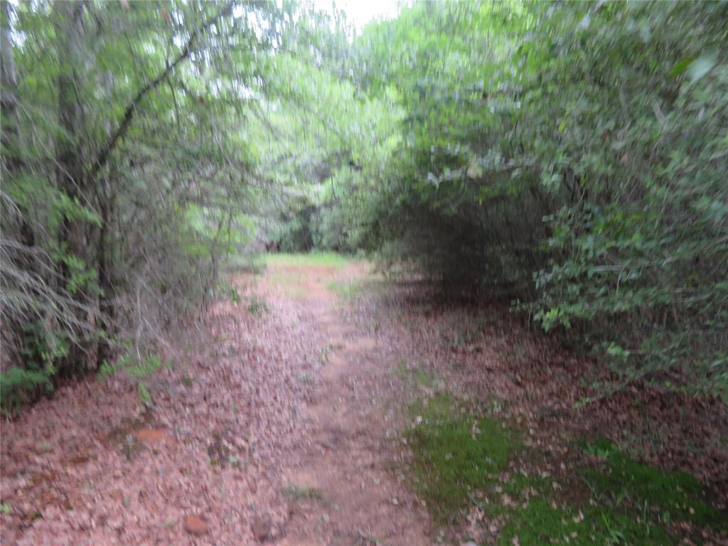 This is a cleared area next to where the owners stay