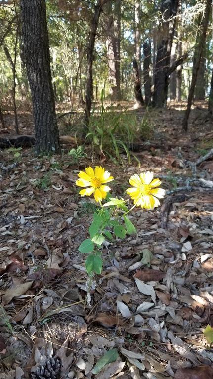 Lot 43 Fallow Run , Larue, Texas image 17