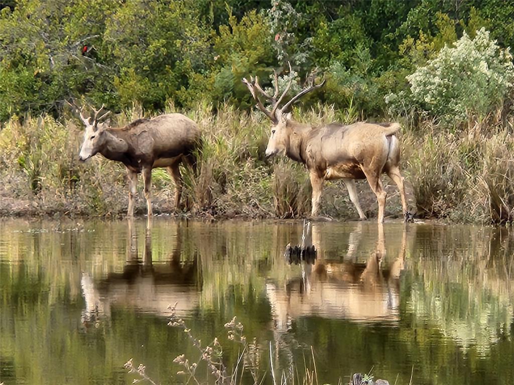 Lot 43 Fallow Run , Larue, Texas image 4