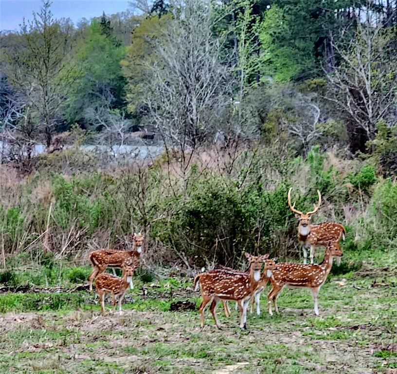 Lot 43 Fallow Run , Larue, Texas image 7