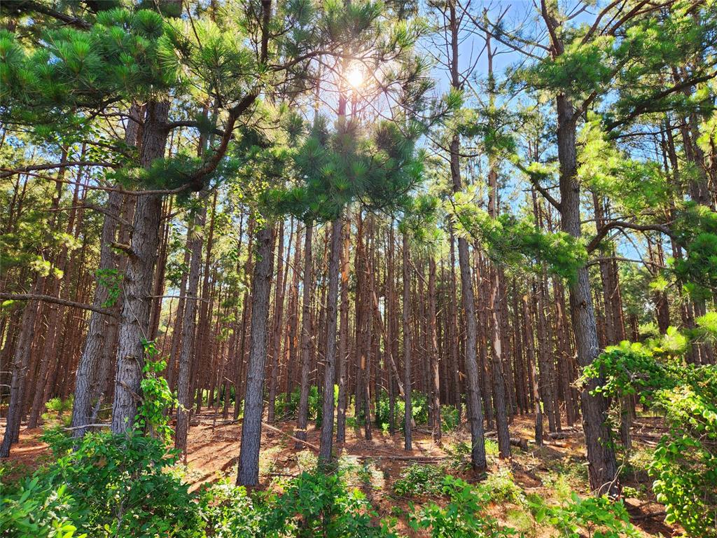 This lot is covered by this amazing stand of pine trees.