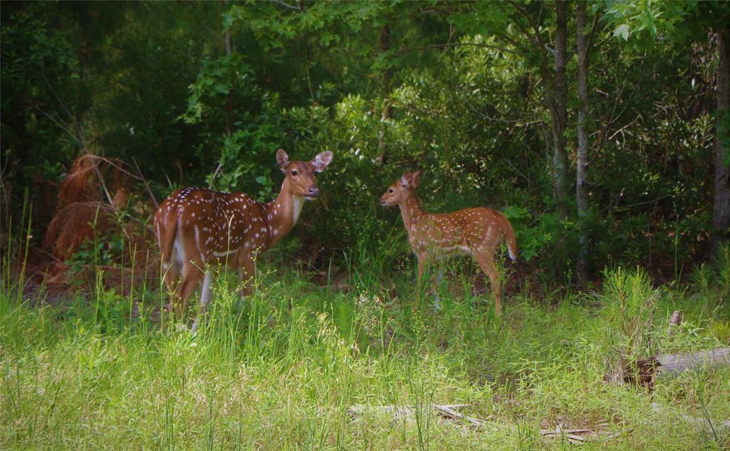 Wildlife sightings are very common on this lot.