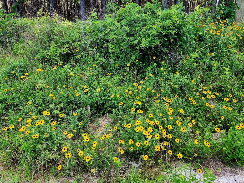 These beautiful wildflowers line the front hill side of this lot. Makes for a very nice welcome surprise to this lot.