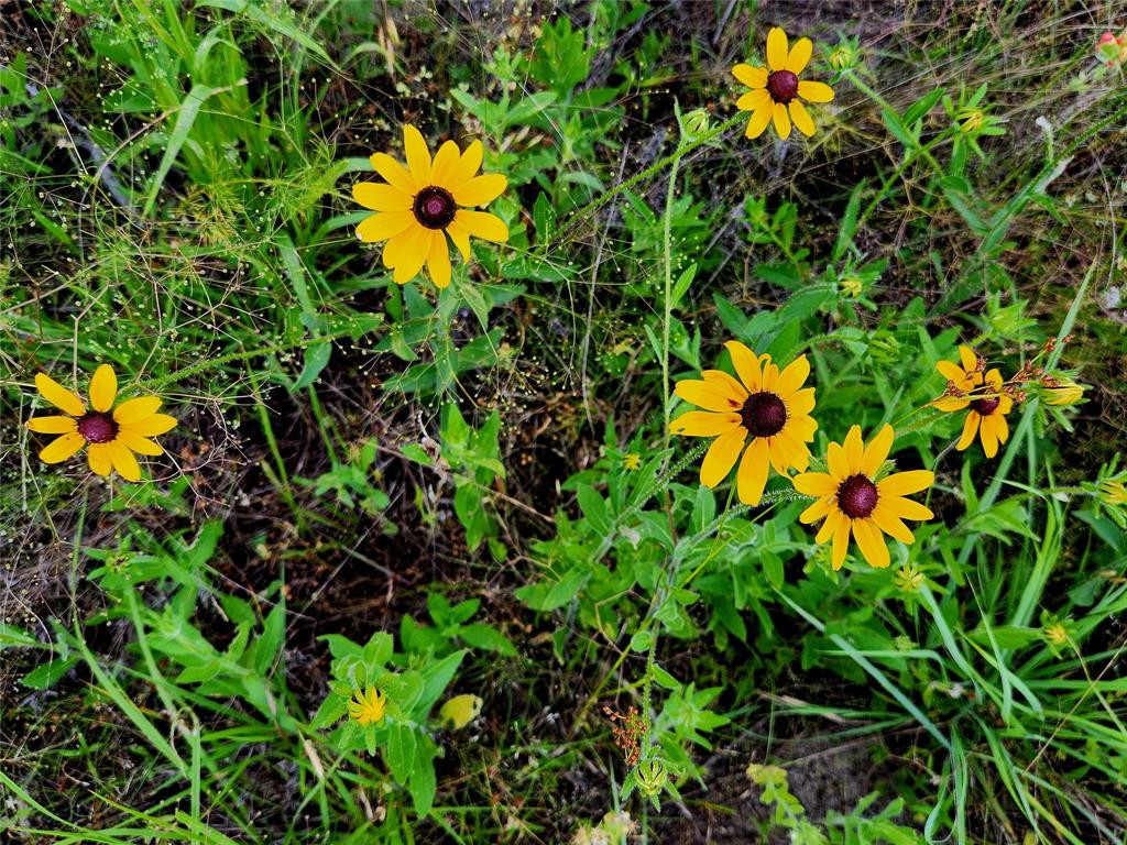 Wildflowers galore!