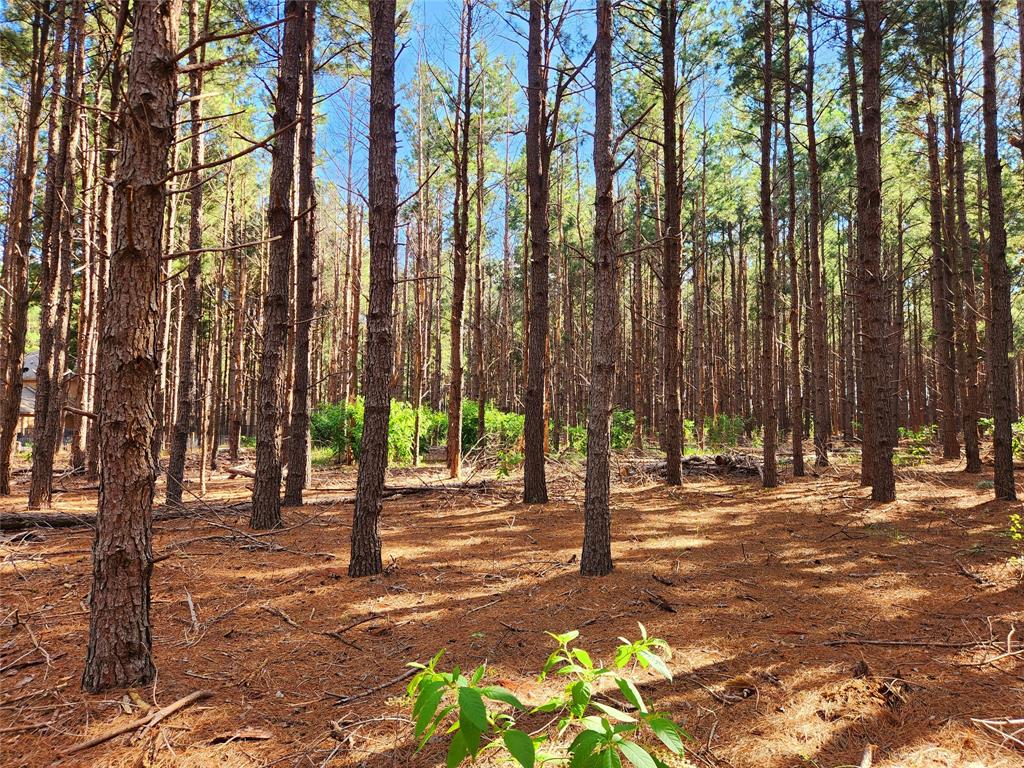 View from the front of this lot looking towards the back.  5-acres of woods!